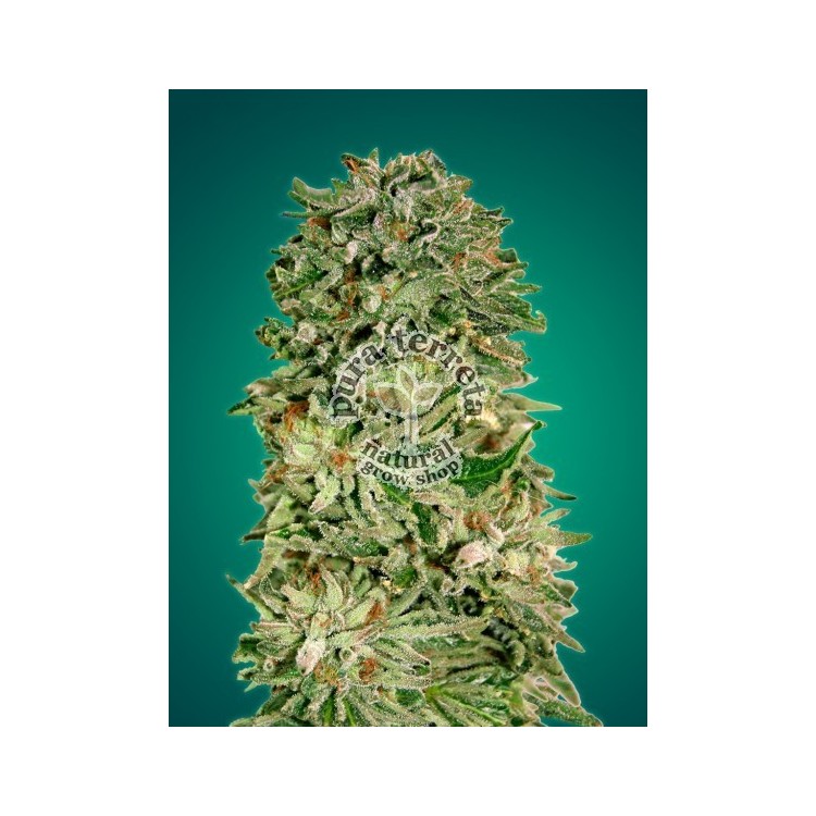 Shark Widow CBD Advanced