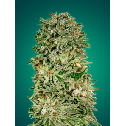 Shark Widow CBD Advanced