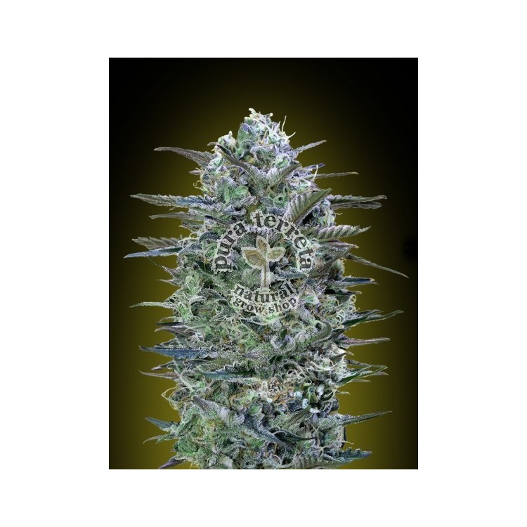 Critical Lemon Advanced Seeds