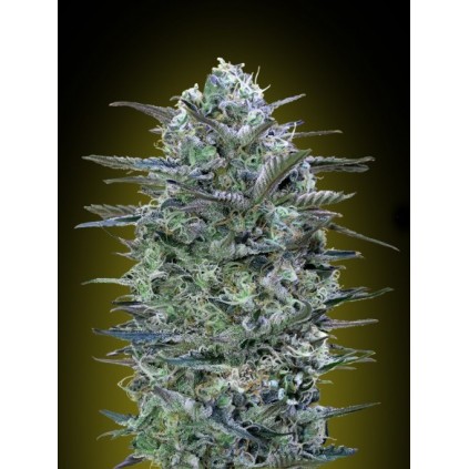 Critical Lemon Advanced Seeds