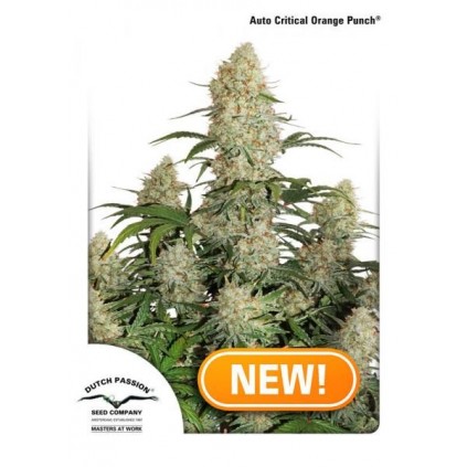 Auto Critical Orange Punch Dutch Passion
