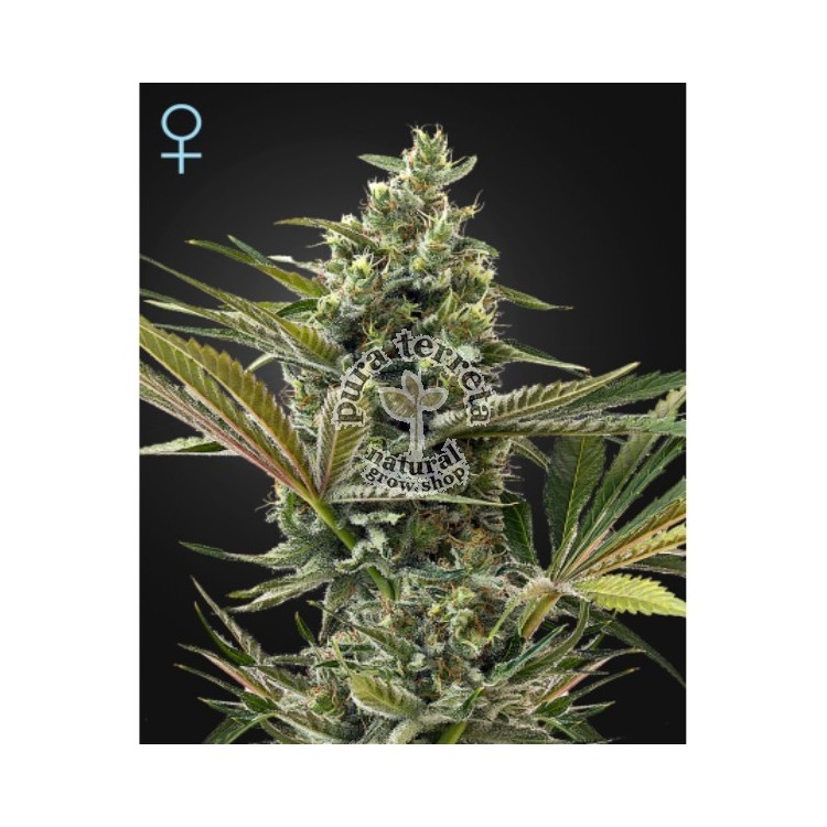 Super Lemon Haze Auto CBD