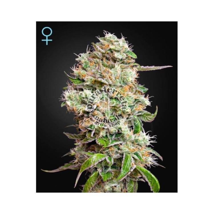 King´s Kush Auto CBD