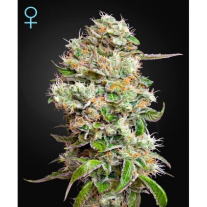 King´s Kush Auto CBD