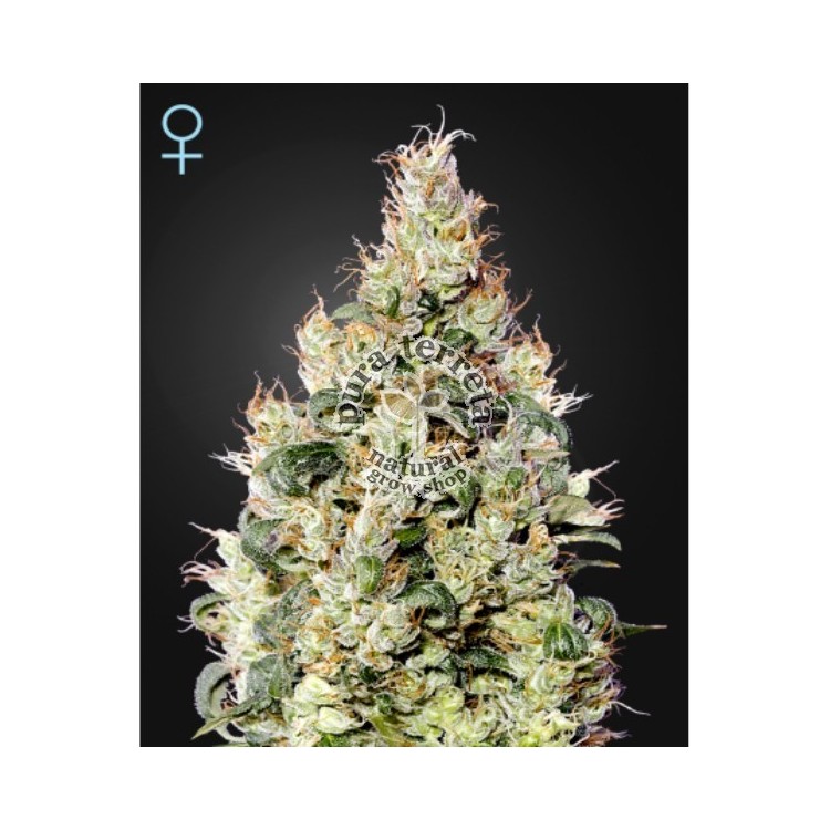 Exodus Cheese Auto CBD