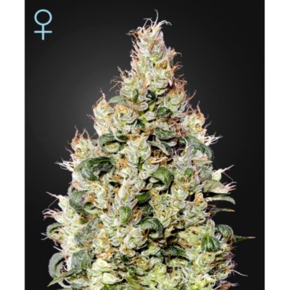 Exodus Cheese Auto CBD