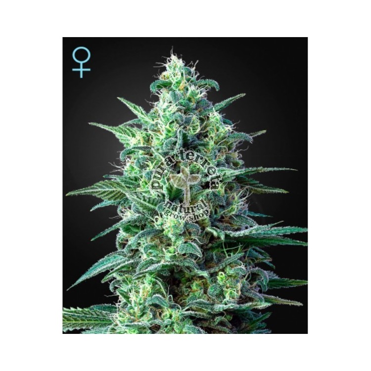 White Widow Auto CBD