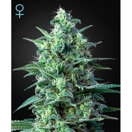 White Widow Auto CBD