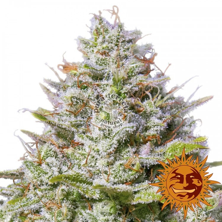 Blue Gelato 41 Barney´s Farm