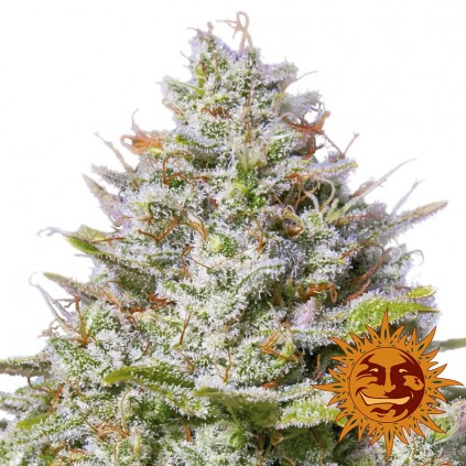 Blue Gelato 41 Barney´s Farm
