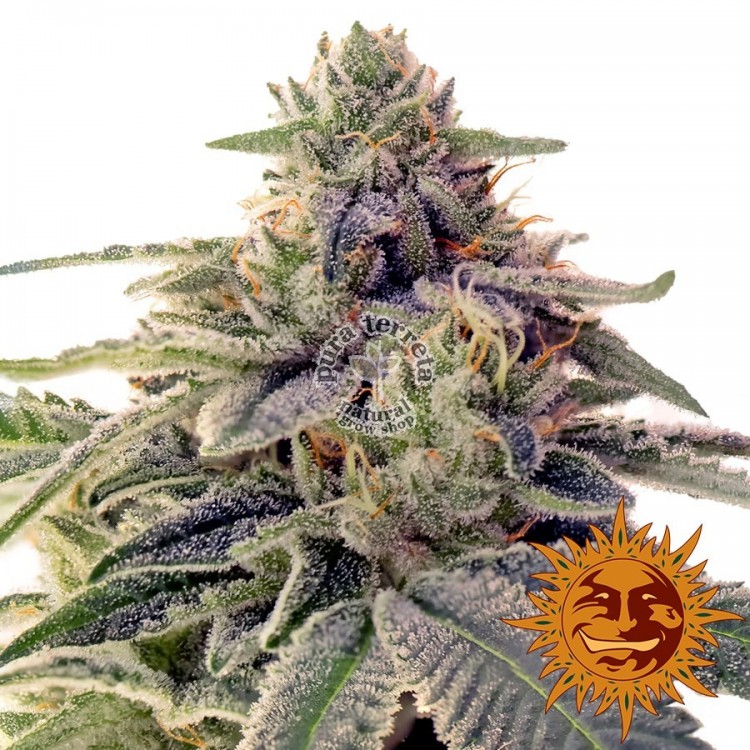 Shiskaberry Barney´s Farm