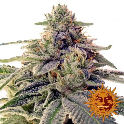 Shiskaberry Barney´s Farm