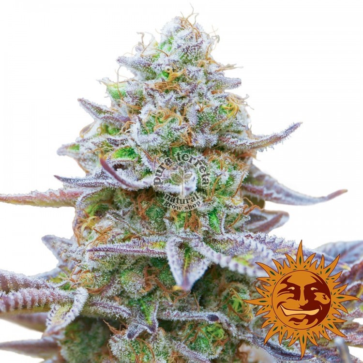 Gorilla Zkittlez Barney´s Farm