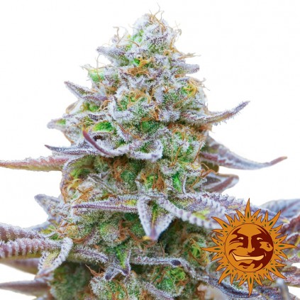 Gorilla Zkittlez Barney´s Farm