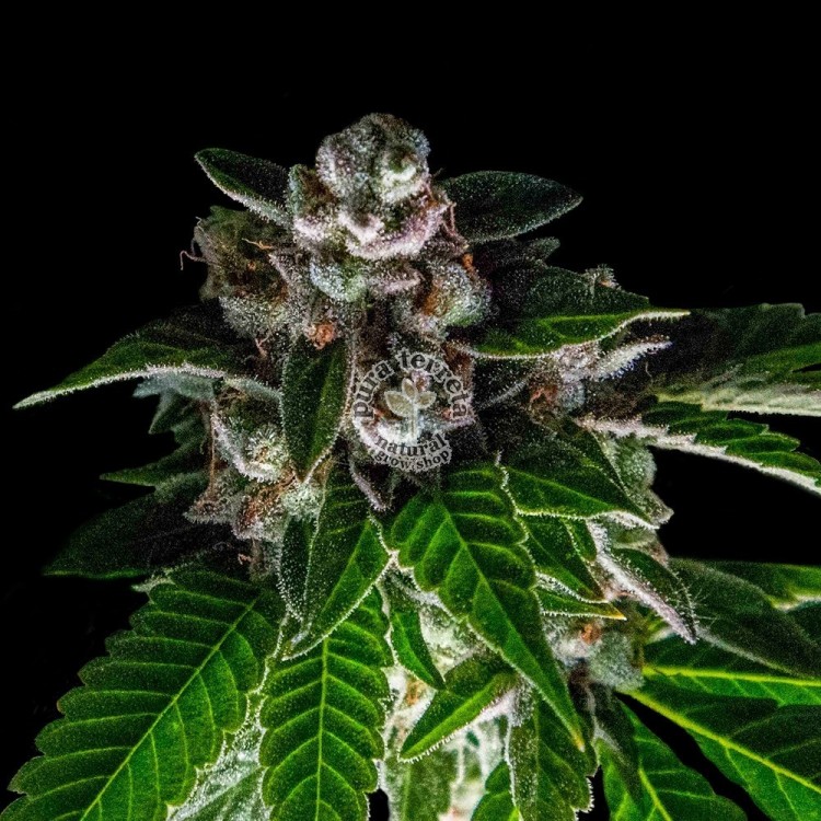 Bakers Delight Dna Genetics
