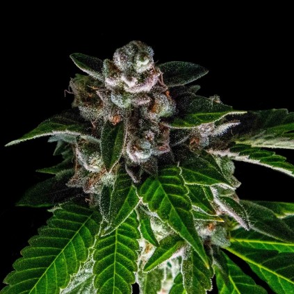 Bakers Delight Dna Genetics
