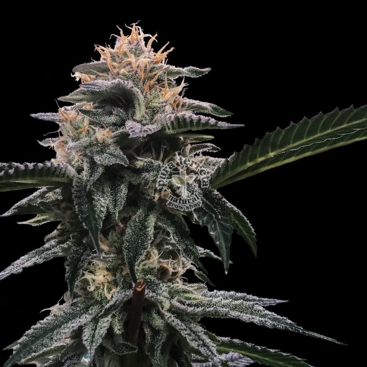 Banana Sorbet Dna Genetics