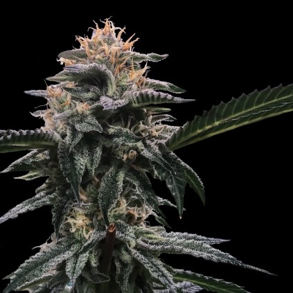 Banana Sorbet Dna Genetics