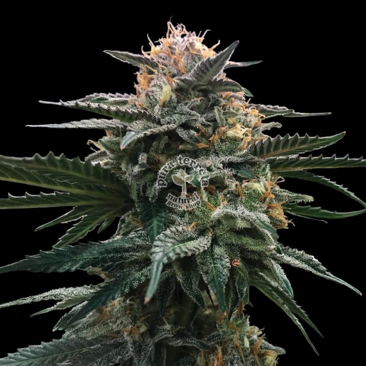 Blood Orange Sorbet Dna Genetics