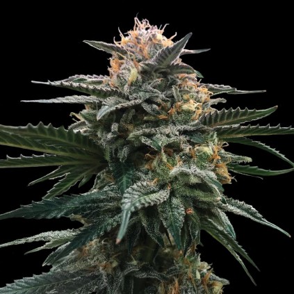 Blood Orange Sorbet Dna Genetics