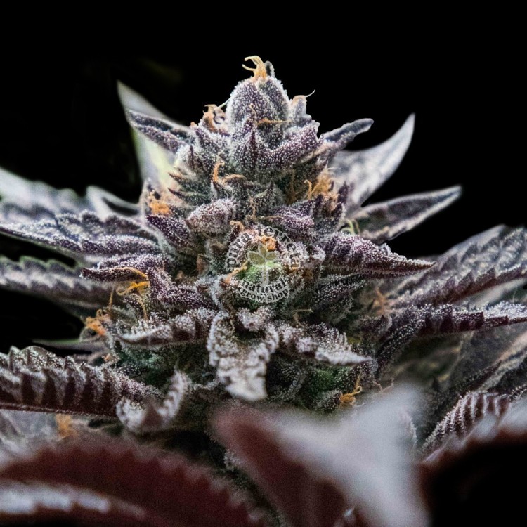 Double Stuffed Sorbet Dna Genetics