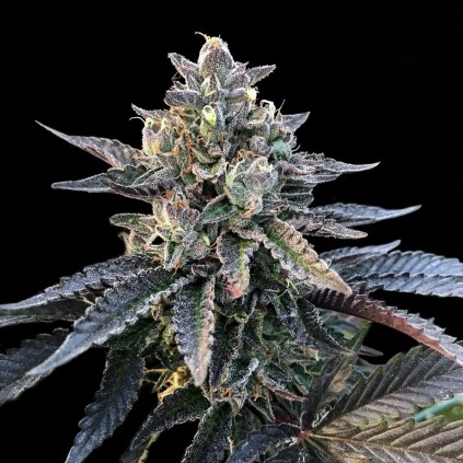 Gelato Sorbet Dna Genetics