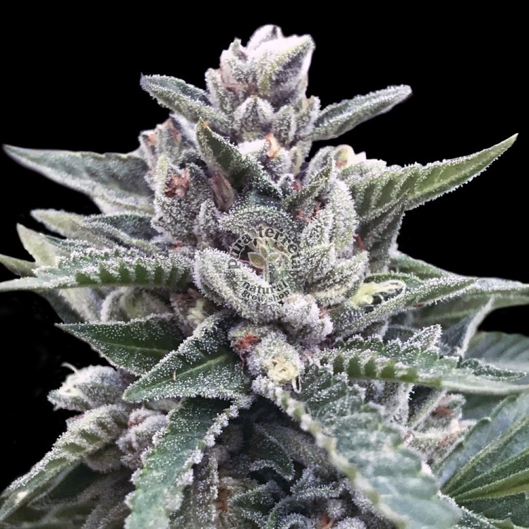 Kosher Sorbet Dna Genetics