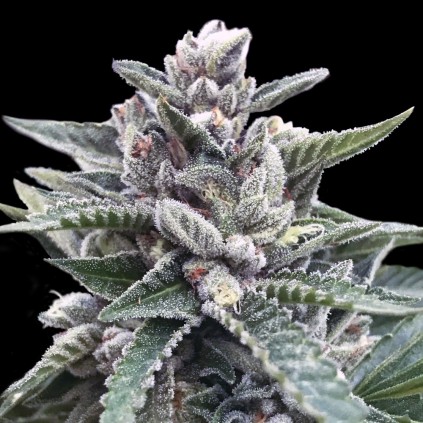Kosher Sorbet Dna Genetics