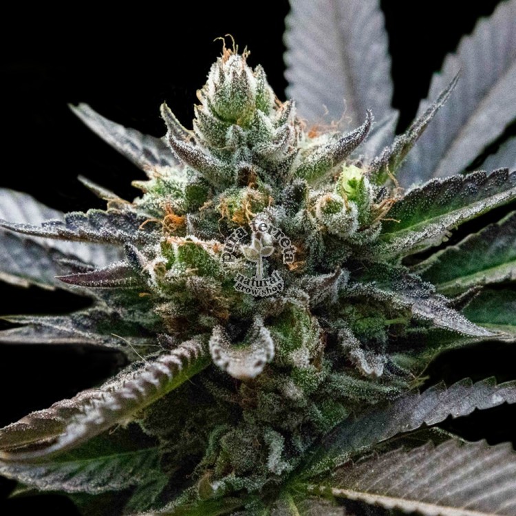 L.A Sorbet Dna Genetics