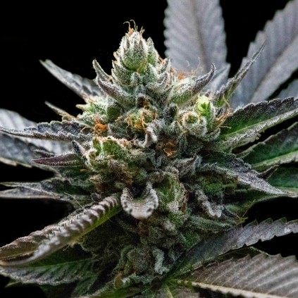 L.A Sorbet Dna Genetics