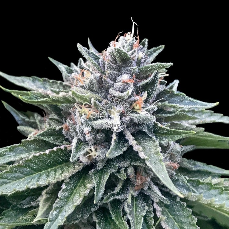 Sorbet 4 Dna Genetics