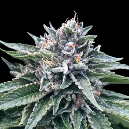 Sorbet 4 Dna Genetics