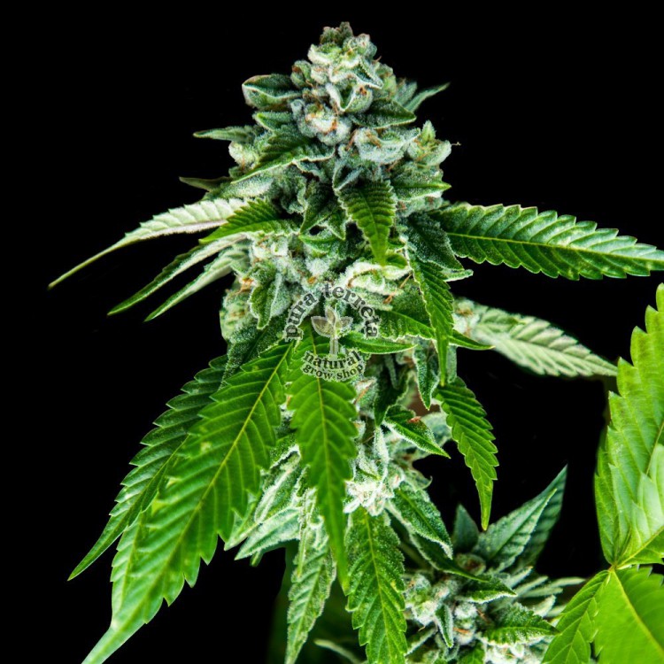 Sorbet Dream  Dna Genetics