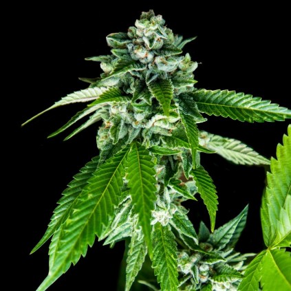 Sorbet Dream  Dna Genetics