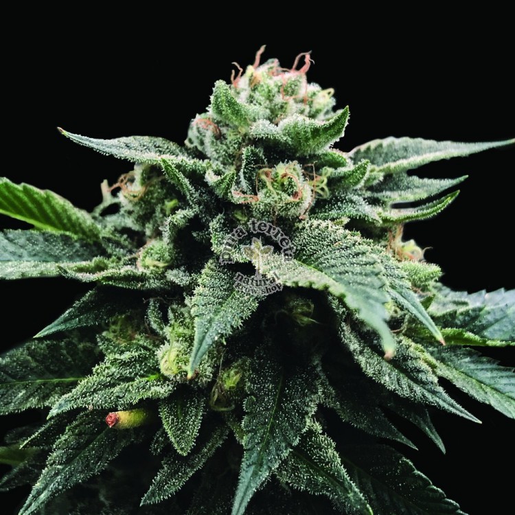 Sorbet Stash Dna Genetics