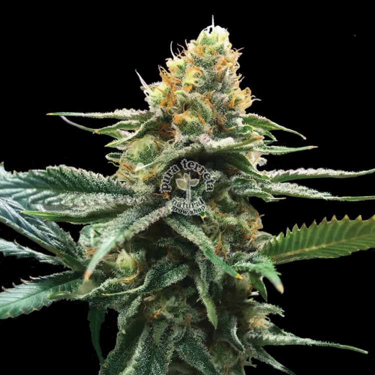 Sour Sorbet Dna Genetics