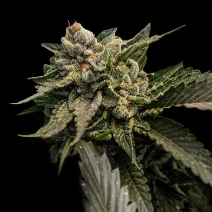 Strawberry Sorbet Dna Genetics