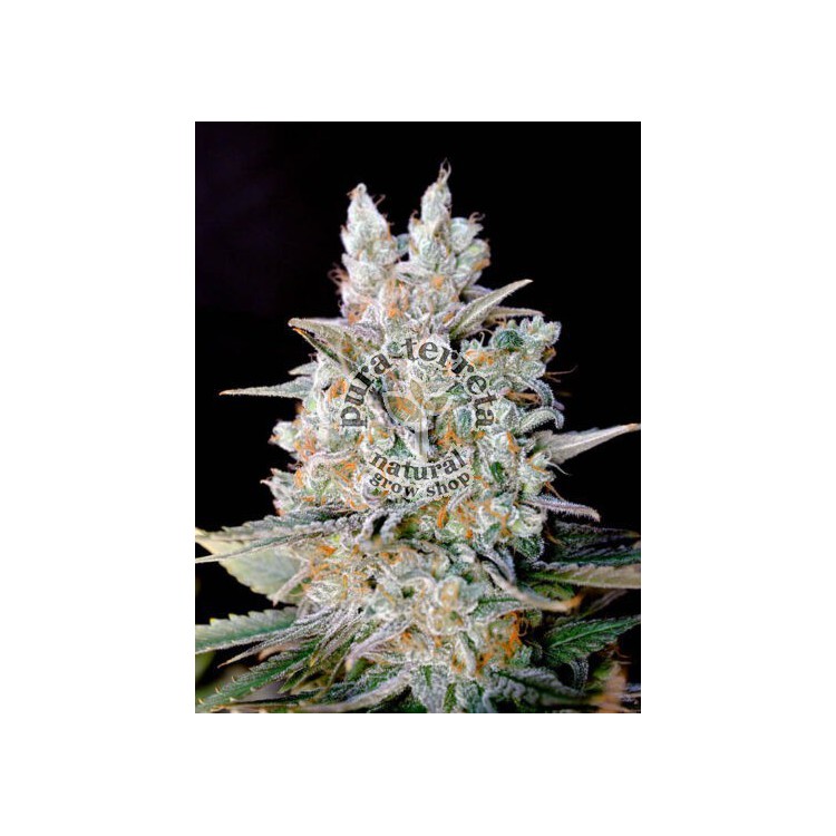 Kritikal Bilbo Auto Genehtik Seeds.
