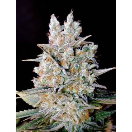 Kritikal Bilbo Auto Genehtik Seeds.