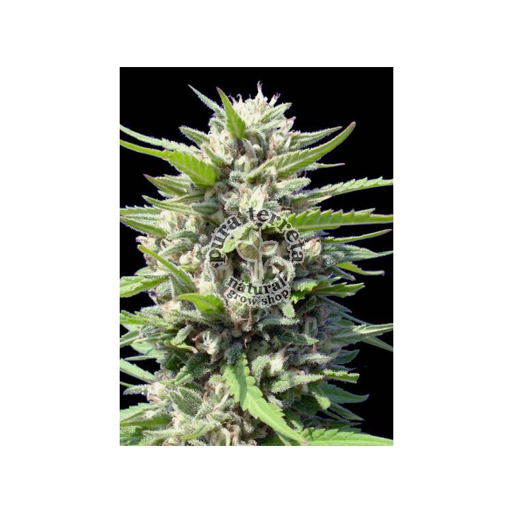 Northern Lights Auto Genehtik Seeds.