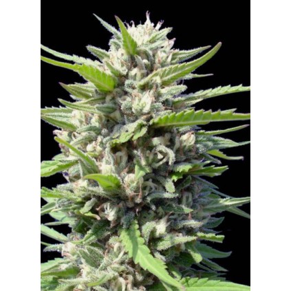 Northern Lights Auto Genehtik Seeds.