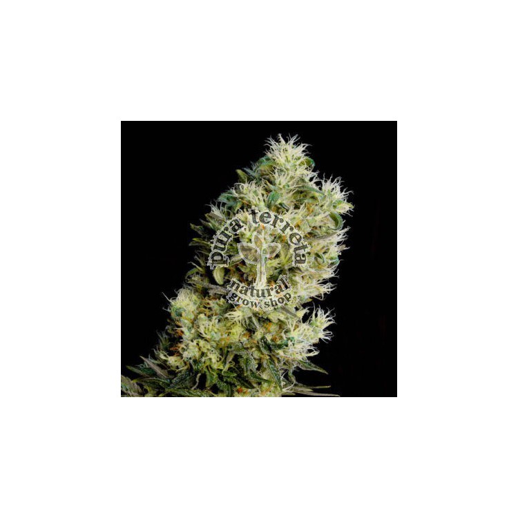 Amnesia Bilbo Auto Genehtik Seeds
