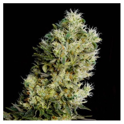 Amnesia Bilbo Auto Genehtik Seeds