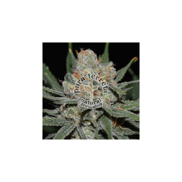 Nevil Bilbo Auto Genehtik Seeds