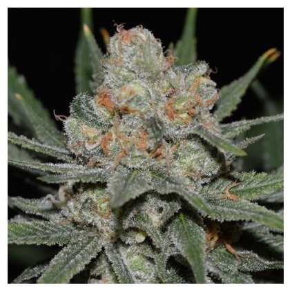 Nevil Bilbo Auto Genehtik Seeds