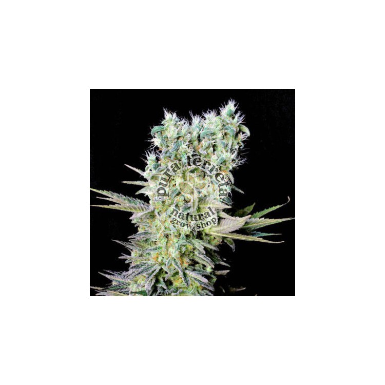 Northern Lights x Genehtik