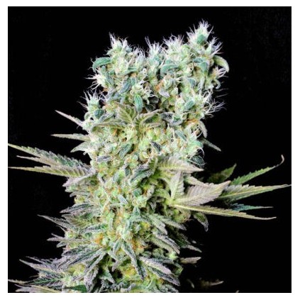 Northern Lights x Genehtik