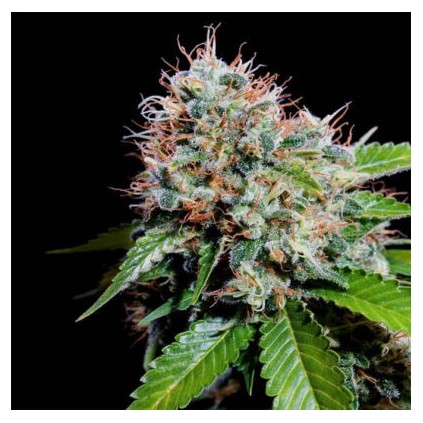 Zuri Widow Genehtik