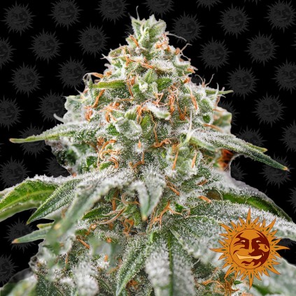 Pink Kush Barneys Farm
