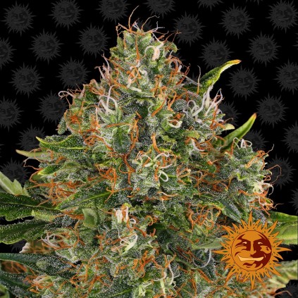 G13 Haze Barneys Farm